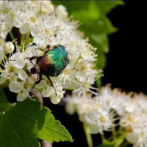 问鼎娱乐博彩牌照